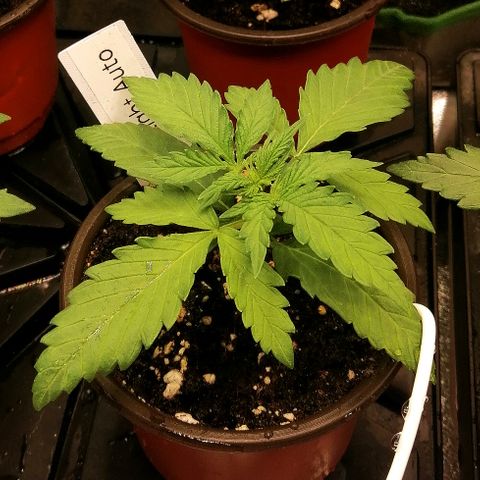 Ida growlog timeline photo