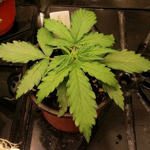 Bärbel growlog timeline photo