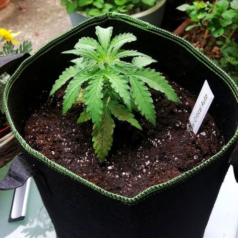 Julia growlog timeline photo