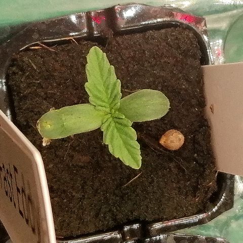 Cinderella growlog timeline photo