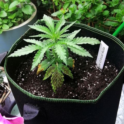 Julia growlog timeline photo
