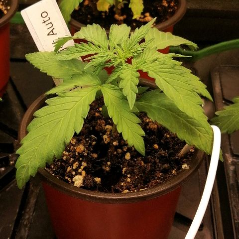 Ida growlog timeline photo