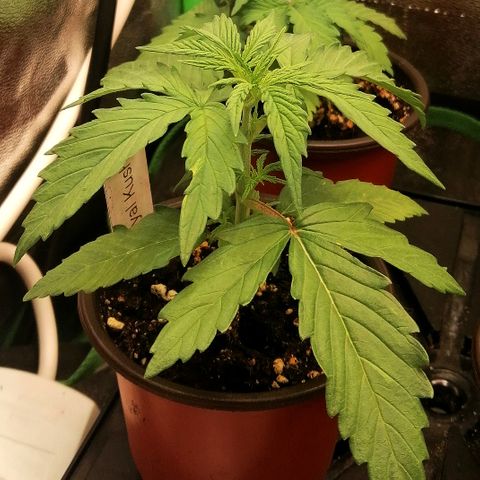 Susanne growlog timeline photo
