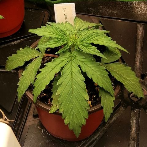 Bärbel growlog timeline photo