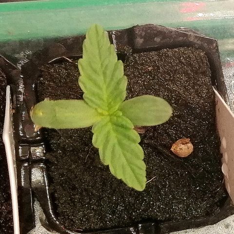 Cinderella growlog timeline photo