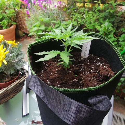 Julia growlog timeline photo