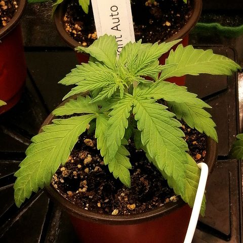 Ida growlog timeline photo