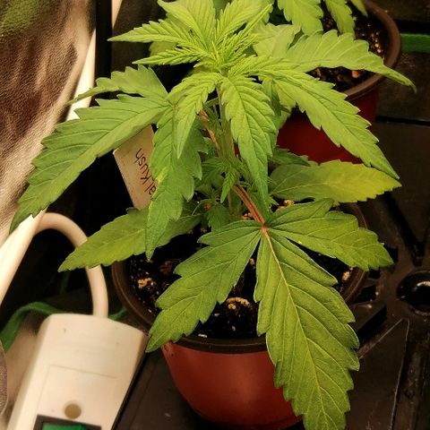 Susanne growlog timeline photo