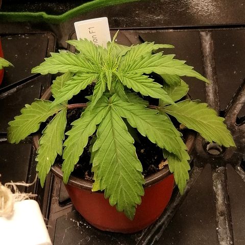 Bärbel growlog timeline photo