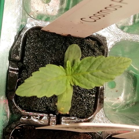 Cinderella growlog timeline photo