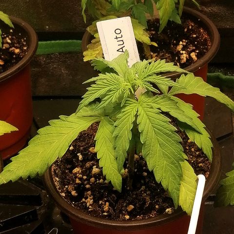 Ida growlog timeline photo