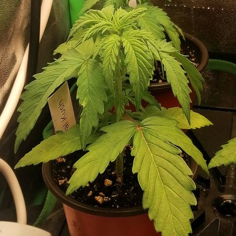Susanne growlog timeline photo