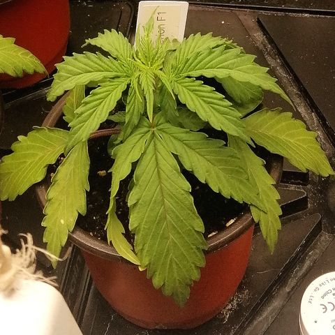 Bärbel growlog timeline photo