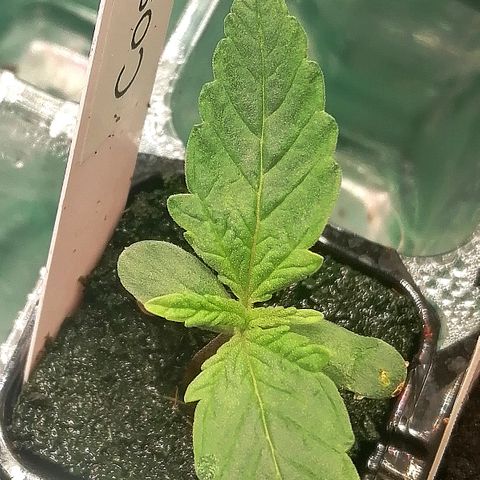 Cinderella growlog timeline photo