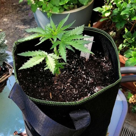 Julia growlog timeline photo