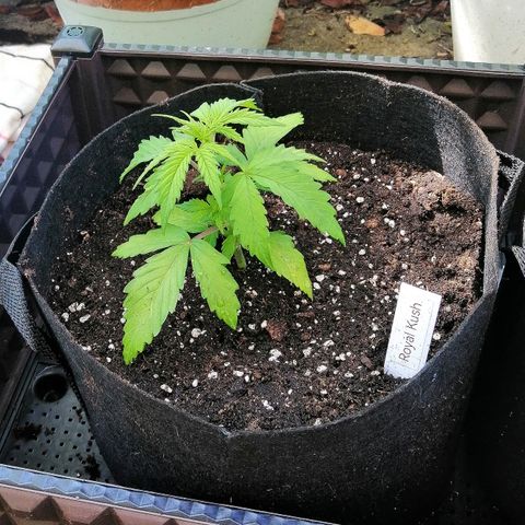 Susanne growlog timeline photo