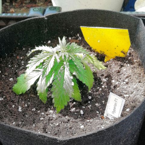 Bärbel growlog timeline photo