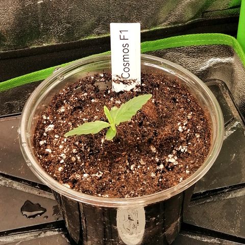 Cinderella growlog timeline photo