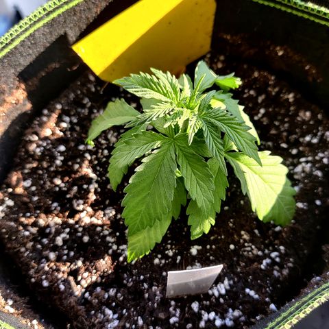 Ida growlog timeline photo