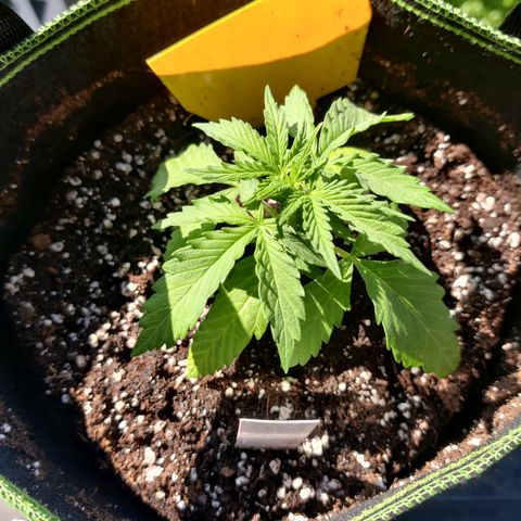 Ida growlog timeline photo