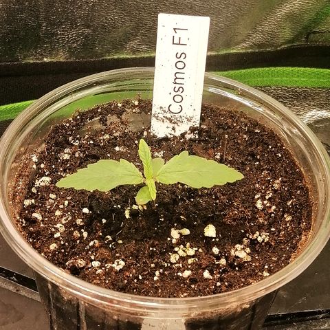 Cinderella growlog timeline photo