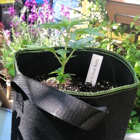 Julia growlog timeline photo