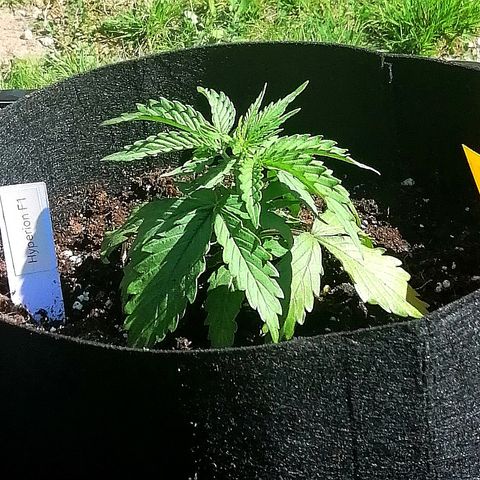 Bärbel growlog timeline photo