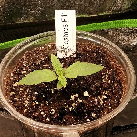 Cinderella growlog timeline photo