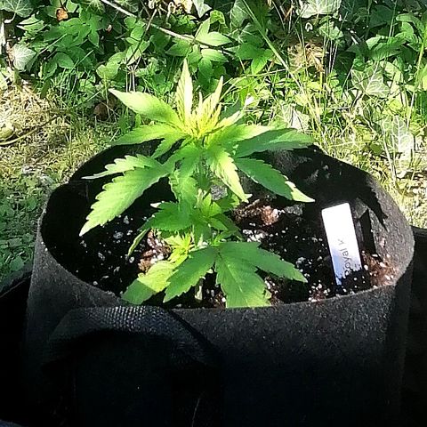 Susanne growlog timeline photo