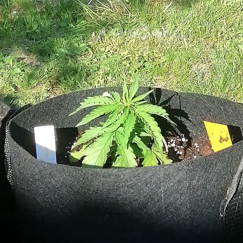 Bärbel growlog timeline photo