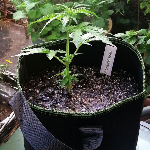 Julia growlog timeline photo