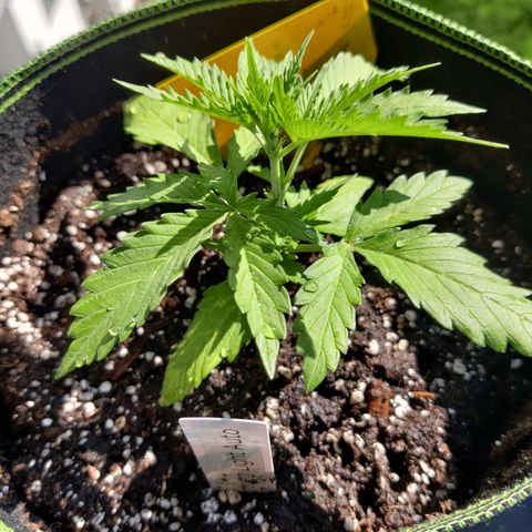 Ida growlog timeline photo