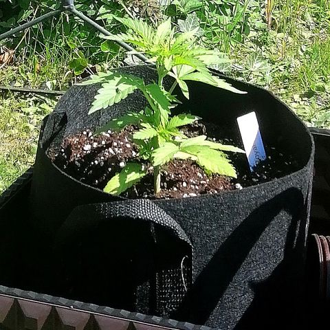 Susanne growlog timeline photo