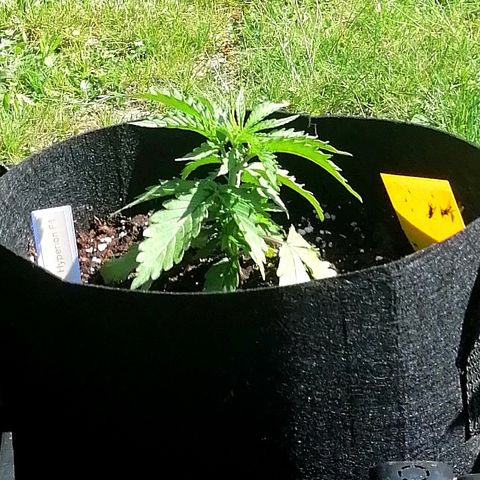 Bärbel growlog timeline photo