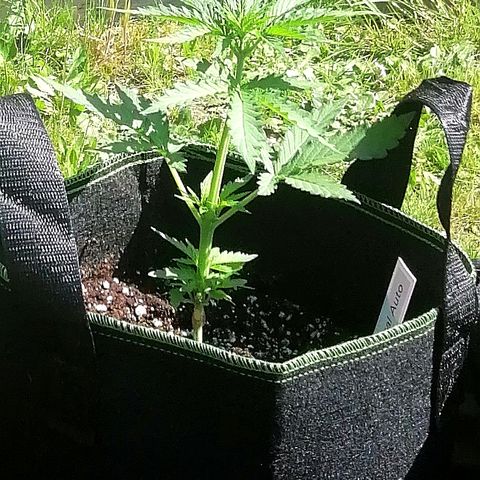 Julia growlog timeline photo