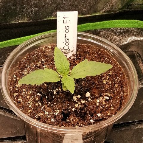Cinderella growlog timeline photo
