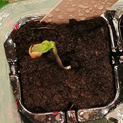 Elli growlog timeline photo