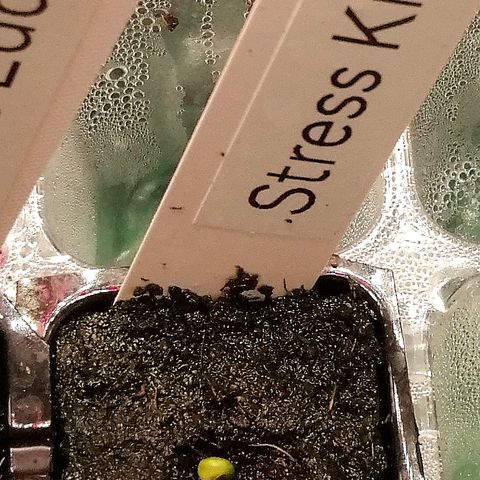 Ute growlog timeline photo