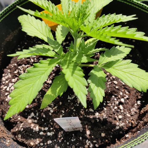 Ida growlog timeline photo
