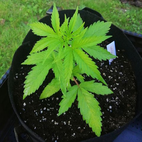 Susanne growlog timeline photo