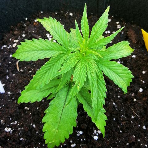 Bärbel growlog timeline photo