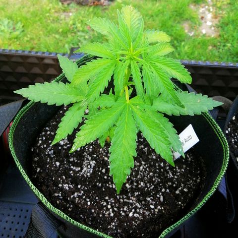 Julia growlog timeline photo