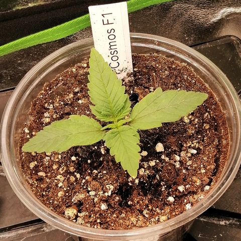 Cinderella growlog timeline photo