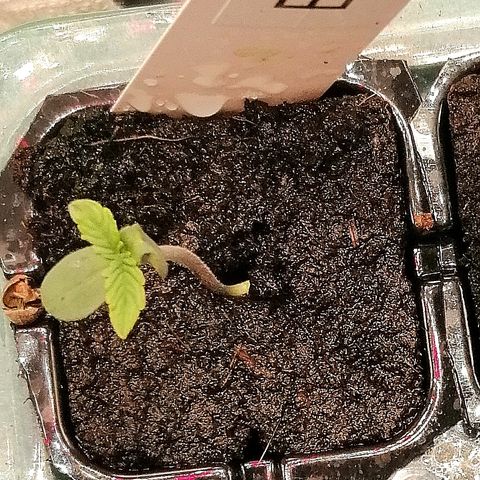 Elli growlog timeline photo
