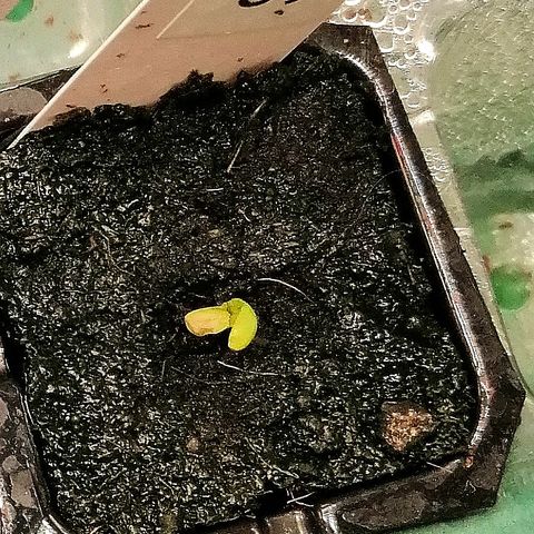 Ute growlog timeline photo