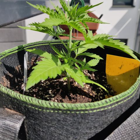 Ida growlog timeline photo