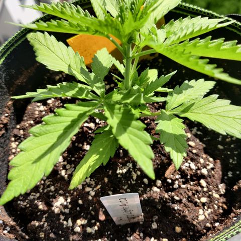 Ida growlog timeline photo