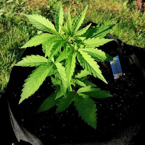 Susanne growlog timeline photo