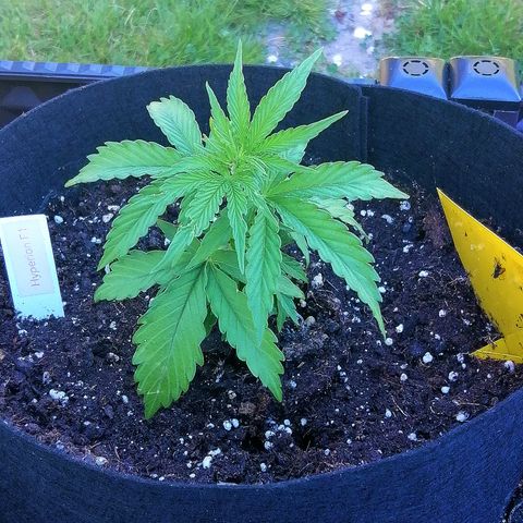 Bärbel growlog timeline photo