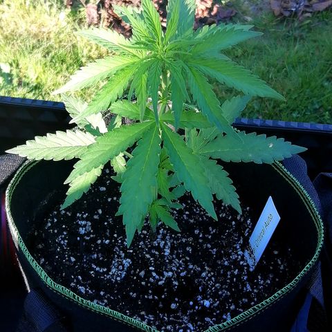 Julia growlog timeline photo